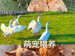 -栖露营camping·天幕烧烤·团建拓展·采摘营地