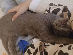 -猫的茶·猫咖