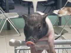 -怪兽屋·羊驼·猫咖·狗咖(俊华广场店)