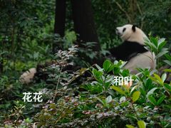 -成都大熊猫繁育研究基地