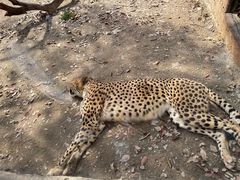 -上海野生动物园
