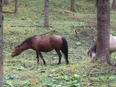 -硗碛藏寨·神木垒景区