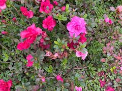 -铁山坪森林公园