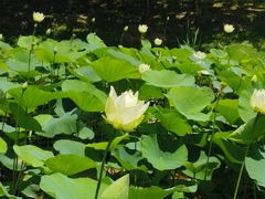 -合肥滨湖国家森林公园