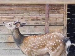 -安德鲁户外烧烤帐篷营地(马泉营店)