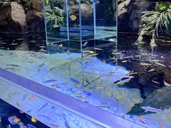 -上海海洋水族馆