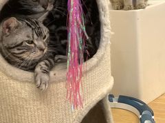 -有喵·猫咖·狗咖·30几只猫10只小狗(岗厦店)