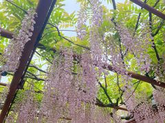 -嘉定紫藤园