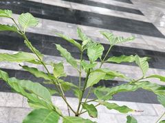 -喝客咖啡·柠檬大口茶(东大路店)