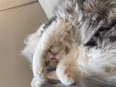-猫腻·猫咖·撸猫馆(星光大道店)