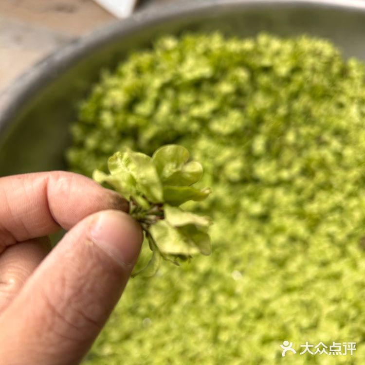 也是吃上了亲自做的榆钱馒头👍