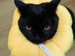 -宠颐生宠物医院·犬猫全科·皮肤科(商业街店)