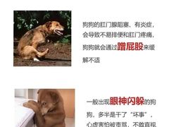 -Bastet sally猫舍购宠(静安店)
