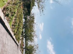 -顾村公园
