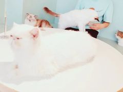 -怪兽屋·羊驼·猫咖·狗咖(俊华广场店)