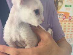 -瑞派福兴宠物医院犬猫全科·骨科·中西医结合(河东店)