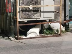 -沐沐家宠物(成寿寺店)