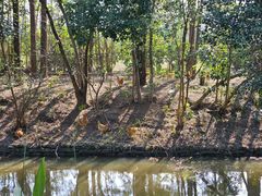 -上海长兴岛郊野公园