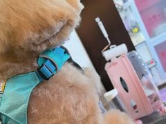 -宠爱国际动物医院·消化内科·心肾内科·ISFM猫友好(望京店)