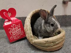 -爱诺耐芙动物医院(万博店)