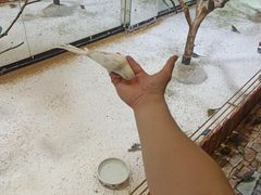 -上海大自然野生昆虫馆(东方明珠·爬宠昆虫探索中心)