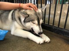 -TrueLove @ Neverland (Husky Cafe)