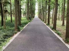 -东平国家森林公园