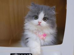 -欣宠猫屋·矮脚拿破仑·蓝金金渐层