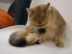-飞行喵MR PILOT|猫舍·猫咖(静安大融城店)