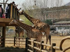 -大连森林动物园