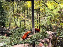 -都江堰中华大熊猫苑