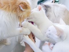 -喵的天空名猫咖啡馆·撸猫·猫舍·用品