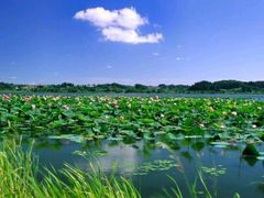 -微山湖红荷湿地景区