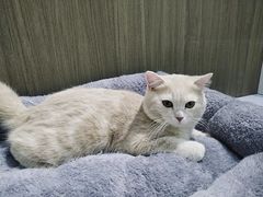 -COLOR PETS 撸猫馆·购猫·猫咖(长风大悦城店)