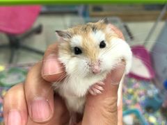 -钓仓鼠(洋桥北里小区店)