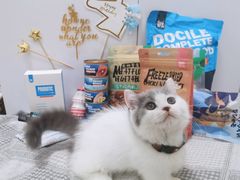 -屋虎猫馆(宝安大仟里店)