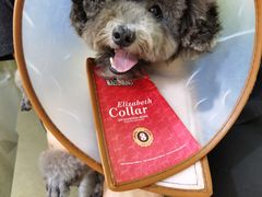 -博特宠物医院24h犬猫全科.骨科·异宠