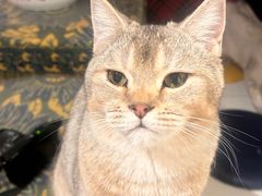-平行世界·猫咖(首经贸店)