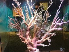 -绮丽珊瑚(台北101旗舰门市店)