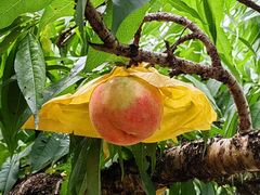 -南汇水蜜桃采摘(大团店)