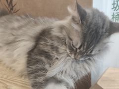 -楼上猫咖(罗湖店)