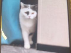 -爱诺耐芙动物医院(万博店)