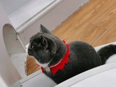 -COLOR PETS 撸猫馆·购猫·猫咖(长风大悦城店)