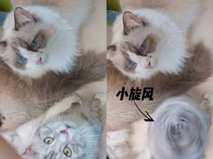 -猫在这儿猫咪咖啡馆·撸猫馆