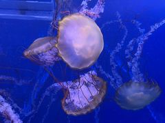 -海合安武汉极地海洋公园