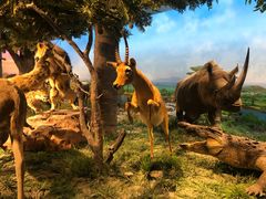 -国家自然博物馆