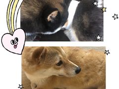 -南京Hallo宠物乐园·哈罗犬舍·柴犬繁育基地