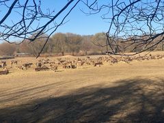 -北京麋鹿生态实验中心