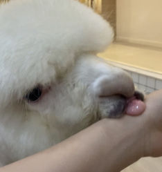 -Moni星球萌宠·小马宝莉·灵蛇·高端高阶全萌宠互动体验俱乐部(红豆国际广场店)
