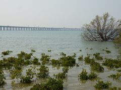 -宝安西湾红树林湿地公园